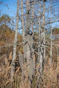 Wetlands Stock Photos