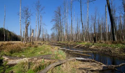 Wetlands Stock Photos