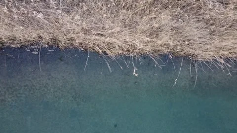 Wetlands - Reed bed Vídeo Stock 263801598