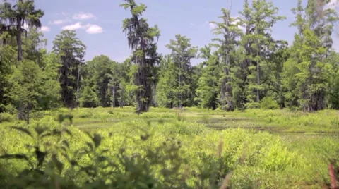Wetlands Refuge Video stock 7763889