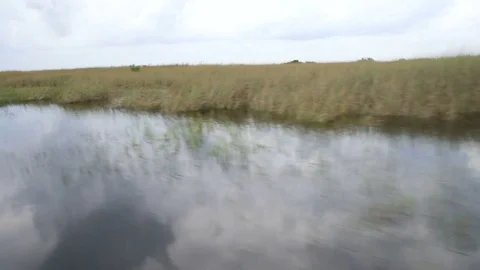 Wetlands seen from an airboat navigating. Vídeos de archivo 79503546
