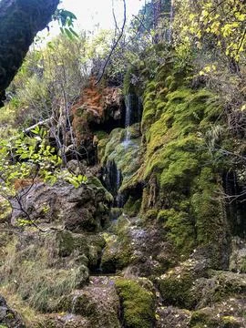 Wetlands at the source of the Cuervo River. Stock Photos