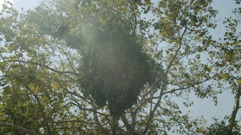 Wetlands Tree Dangling Under Backlight 4K 48FPS SLO-MO Stock Footage 218055460