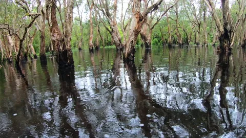 Wetlands with various trees represent the integrity of the forest. Stock-Footage 201775220