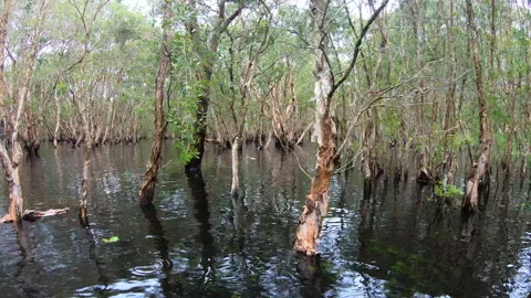 Wetlands with various trees represent the integrity of the forest. Stock-Footage 201776017