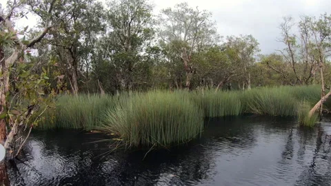 Wetlands with various trees represent the integrity of the forest. Stock-Footage 201776985