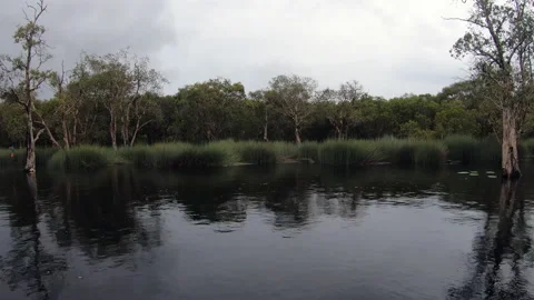 Wetlands with various trees represent the integrity of the forest. Video stock 201782559