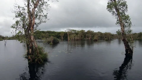 Wetlands with various trees represent the integrity of the forest. Stock-Footage 201783065