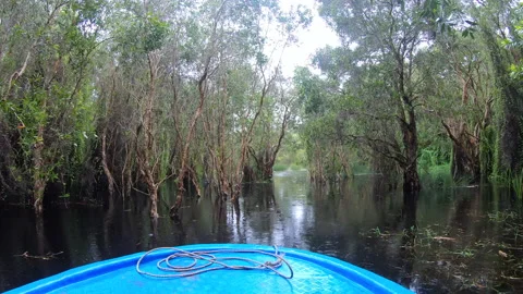 Wetlands with various trees represent the integrity of the forest. Stock-Footage 201796671