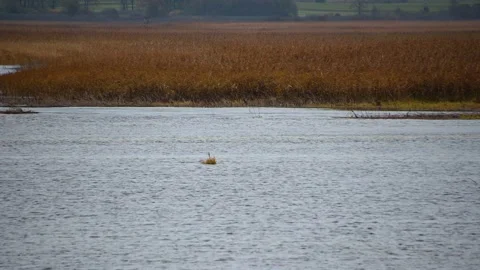 Wetlands on a windy day Stock Footage 167692553