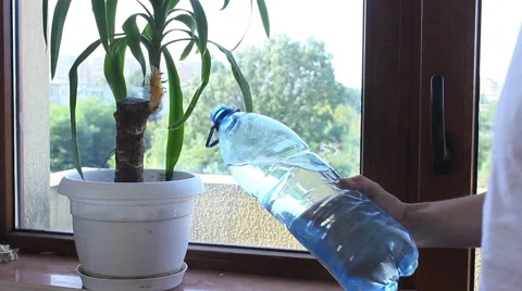 Wetting flower pot Stock Footage 55533708