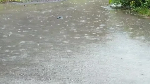 Wetting rain Stock Footage 228050394
