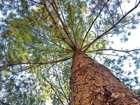 Weymouth pine seen from below Foto stock