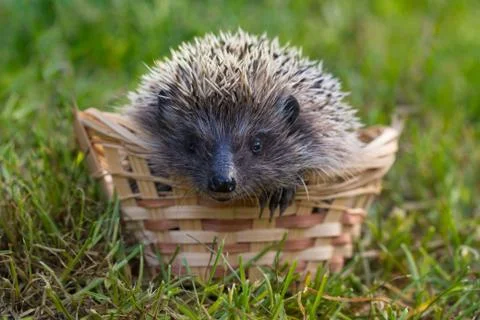 Whack in a basket on the grass Foto stock
