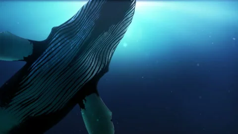 Whale 4K Vidéo 155086669