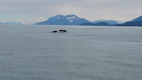 Whale and calf diving in synchronization 库存影片 169063585