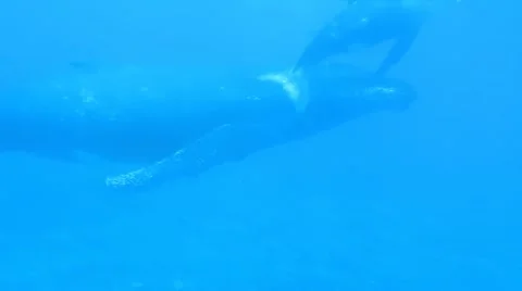 Whale and Calf Stock Footage 11202728