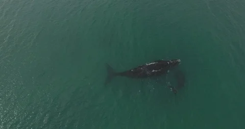 Whale and calf Video stock 114012410