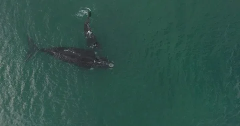 Whale and calf Video stock 114012561