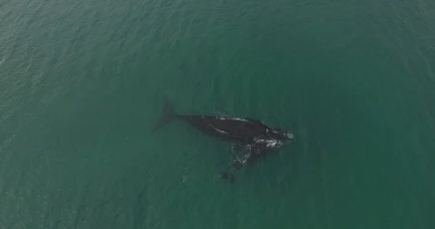 Whale and calf Video stock 114012565