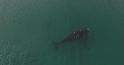 Whale and calf Video stock 114012719