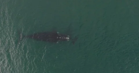 Whale and calf Video stock 114012913