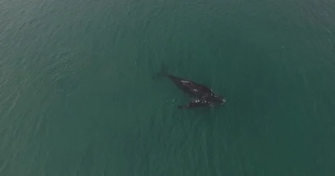 Whale and calf Video stock 114013861