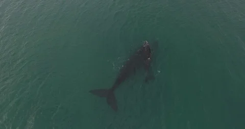 Whale and calf Video stock 114013911