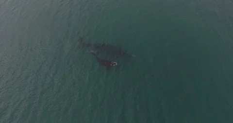 Whale and calf Video stock 114014020