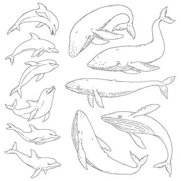 Whale and dolphin black white set. Jumping playful sea aquatic animal sketch Stock-Illustration