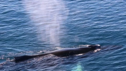 Whale in Antarctica Stock Footage