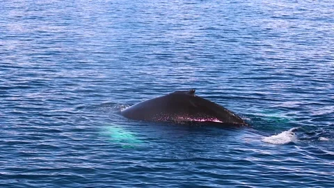 Whale in Antarctica Video stock 90314526