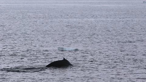 Whale in Antarctica Video stock 90314574