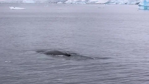 Whale in Antarctica Video stock 90314575
