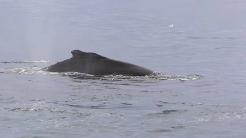 Whale in Antarctica Video stock 90314585