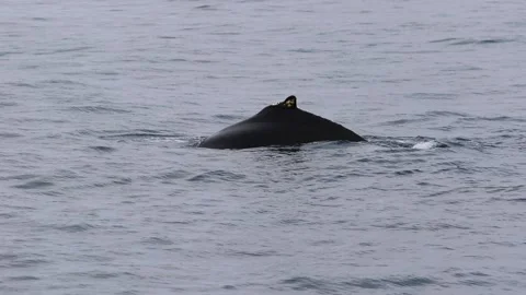 Whale in Antarctica Video stock 90314614