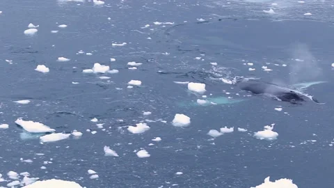 Whale in Antarctica Video stock 90314645