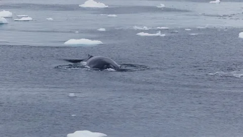 Whale in Antarctica Video stock 90314704