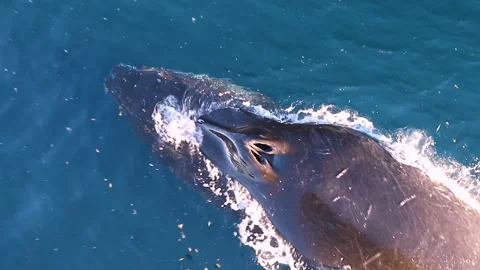 Whale in Antarctica Video stock 90314829