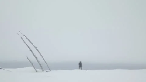 Whale Baleen sticking out of snow at Utqiagvik Point Barrow Alaska as Stock Footage 252127386