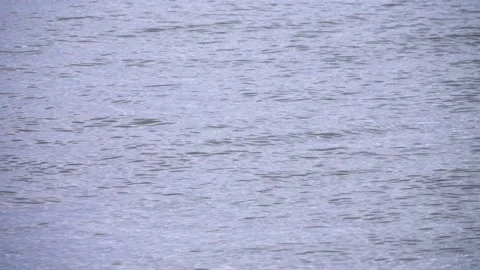 The whale beluga Stock Footage 223345902