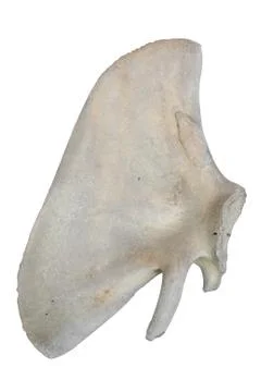Whale Bone isolate in studio light Stock Photos