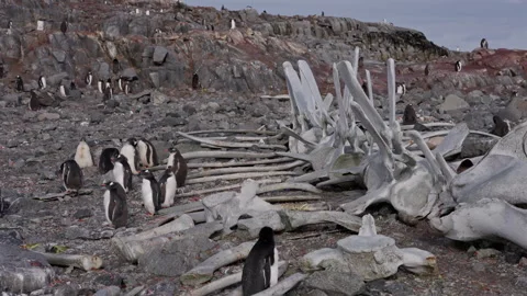 Whale Bones On Antarctic Shore With Penguins Stock-Footage 337791163