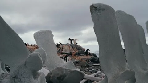Whale Bones Frame Gentoo Penguin Nesting Ground in Antarctica Stock Footage 340414184