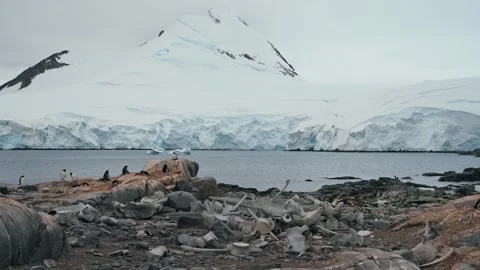 Whale Bones Litter Shore Beneath Glacier and Penguin Colony Stock Footage 340414220