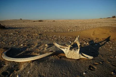 Whale bones lying on sand Stock Photos