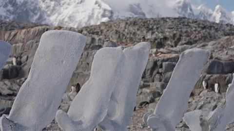 Whale bones with snow covered mountains in Antarctica Stock Footage 337950238
