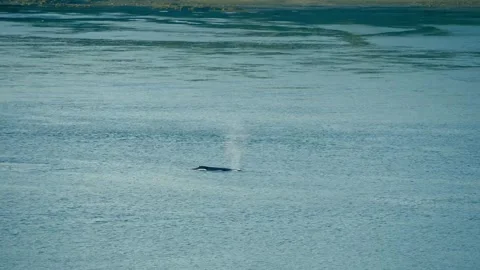 Whale Breach 1 Stock Footage 315714130