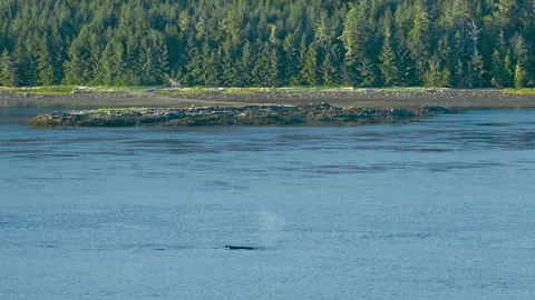 Whale Breach and Dive Stock Footage 315714132
