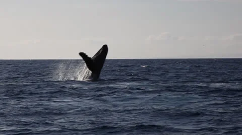 Whale Breach Maui_01 Vidéo 24791021